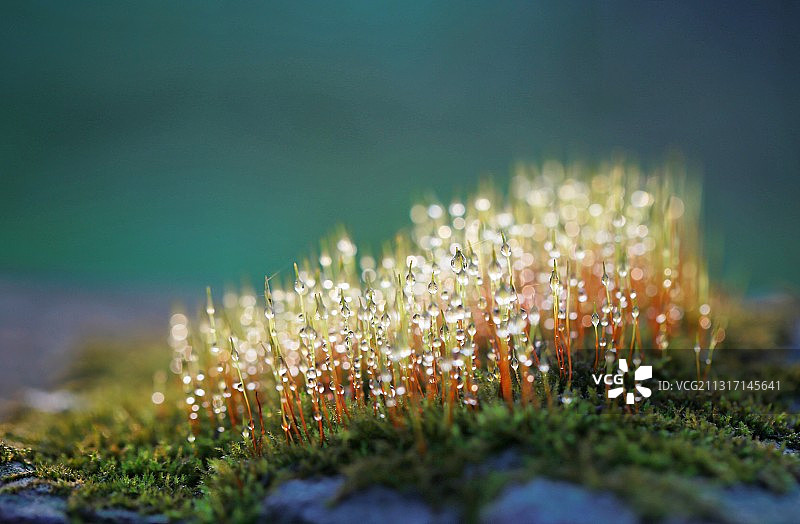 葫芦藓图片素材