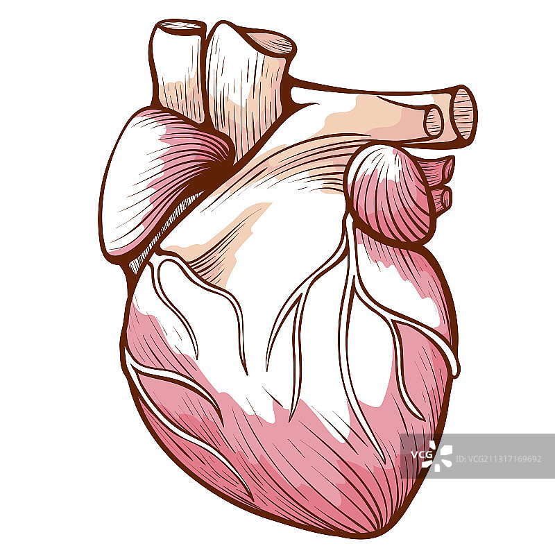 带有血管动脉静脉的心脏图片素材