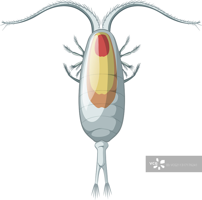 白色背景上的桡足类动物图片素材