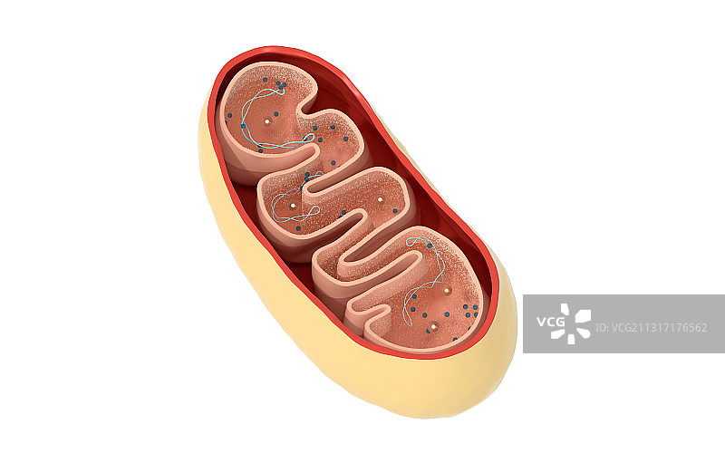 线粒体剖面结构 3D渲染图片素材