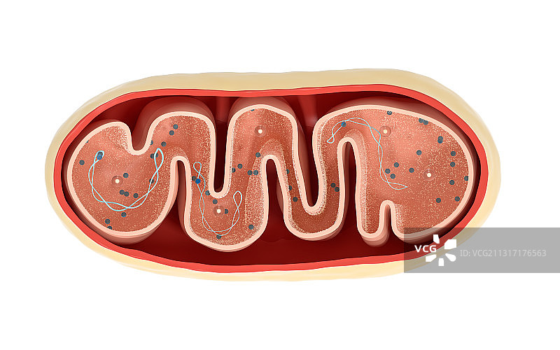线粒体剖面结构 3D渲染图片素材