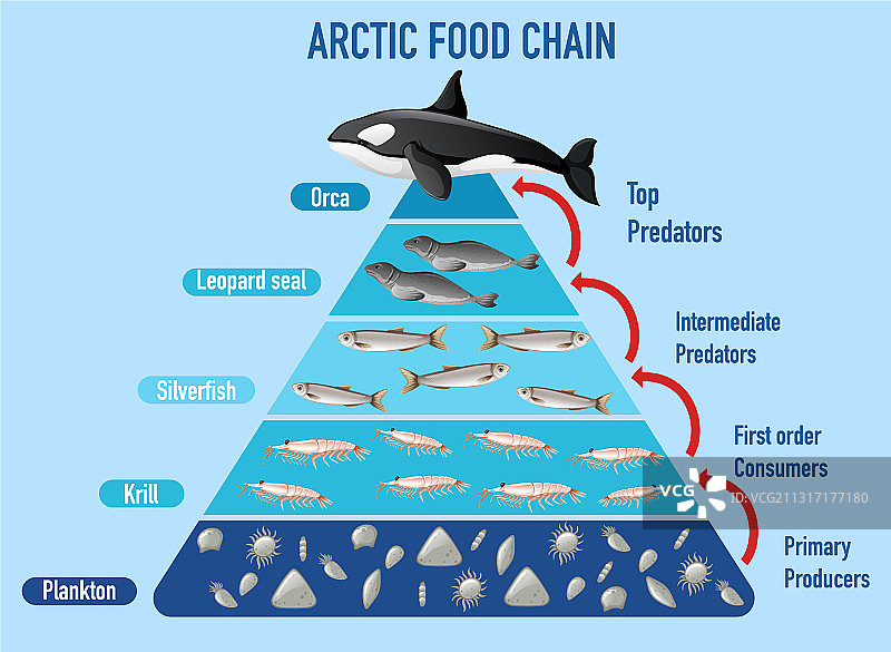 北极食物链金字塔图片素材