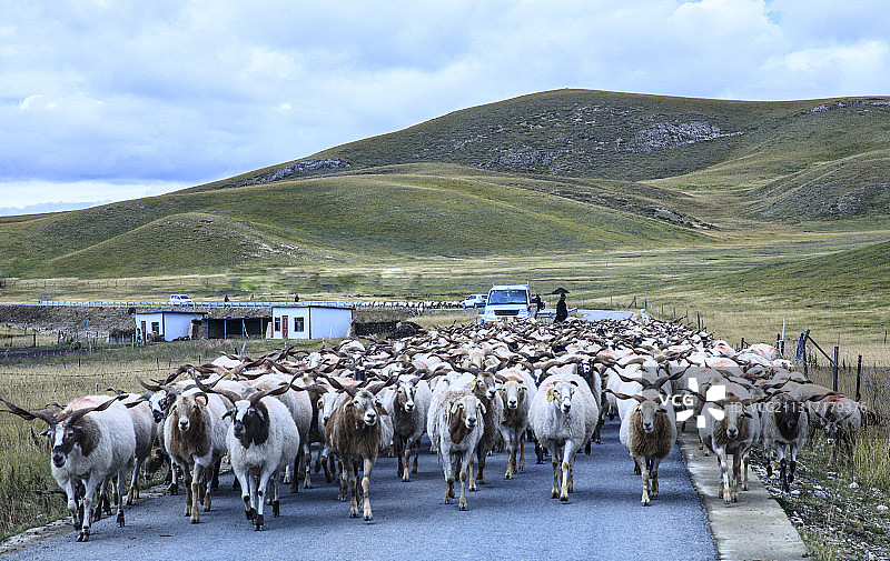 1E8A8508-川西若尔盖大草原在公路上行走的羊群2020图片素材