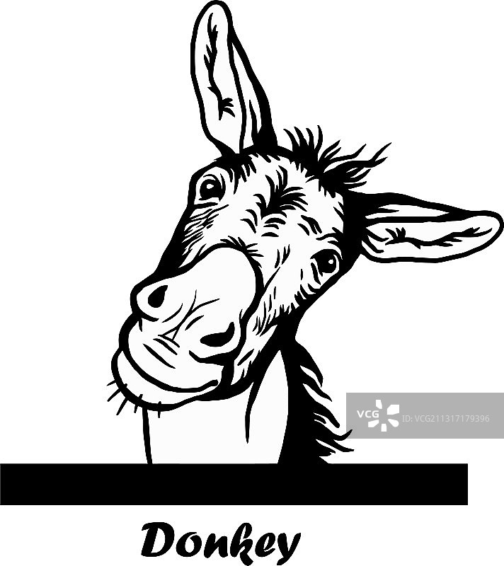 有趣的驴子偷看图片素材