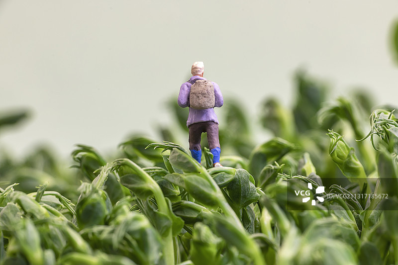 微缩摄影之牛年春天图片素材