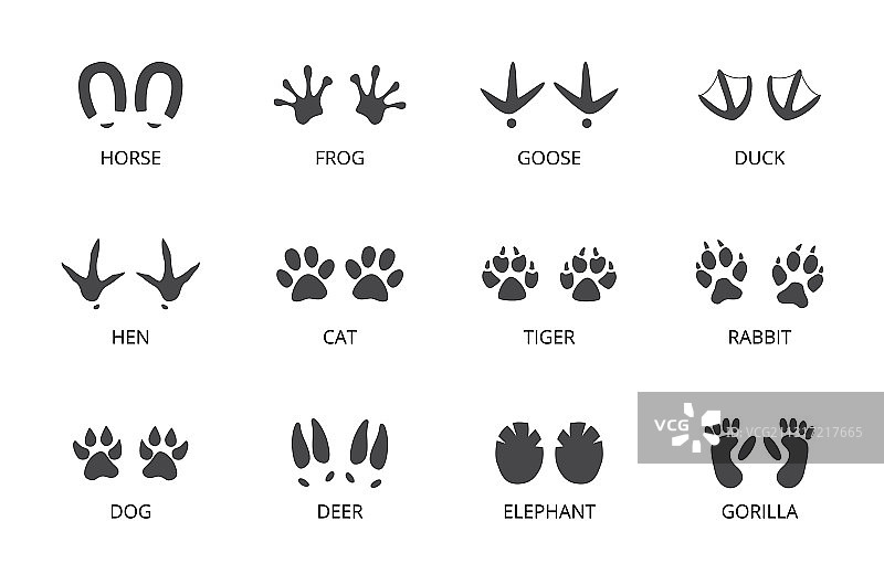 白色背景上的动物足迹图片素材