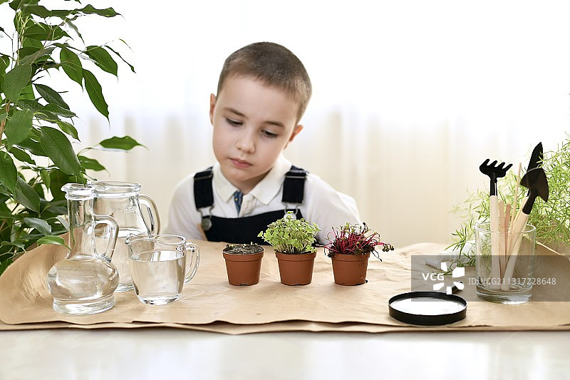 孩子种植并照料微型蔬菜，男孩悲伤地看着图片素材