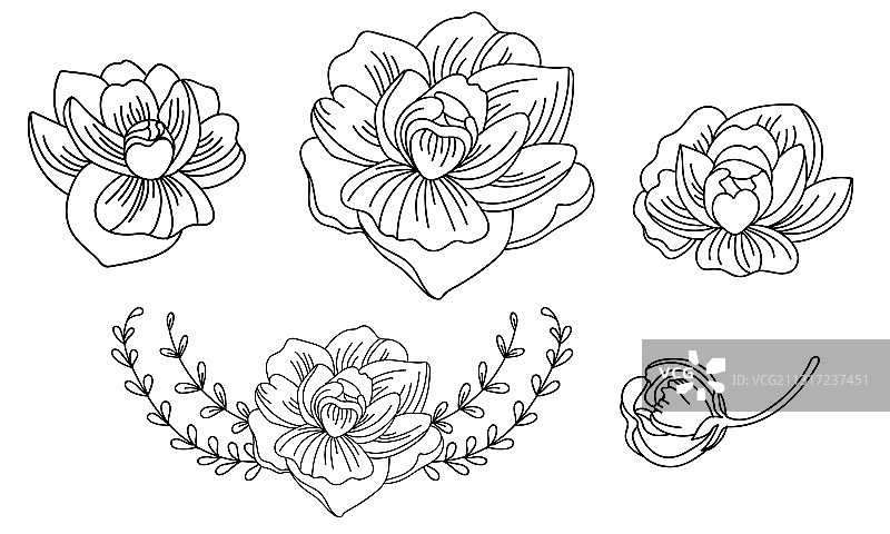 线条艺术：牡丹花图案图片素材