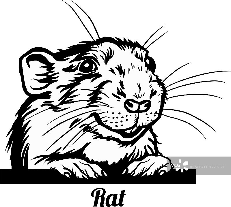 探头的老鼠 - 有趣的老鼠探出头图片素材