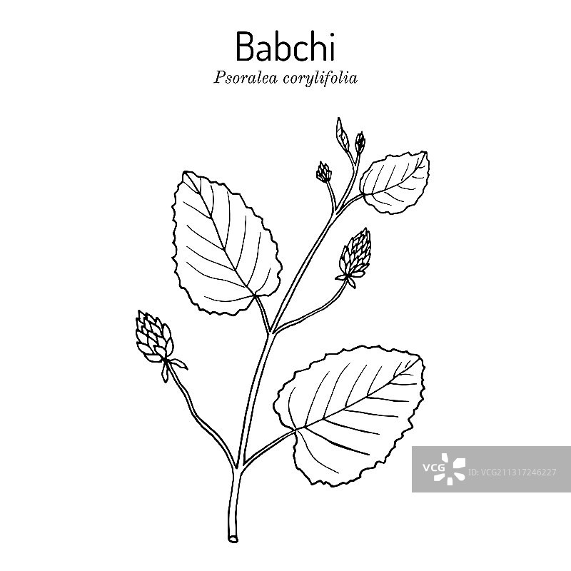 补骨脂药用植物图片素材