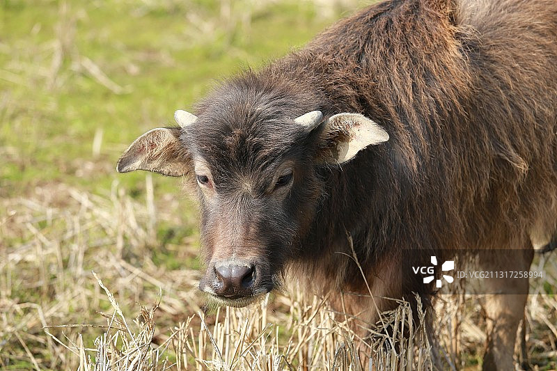小水牛图片素材