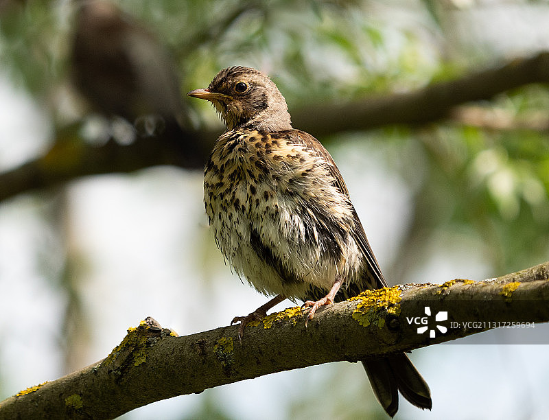 树枝上的歌鸫鸟图片素材