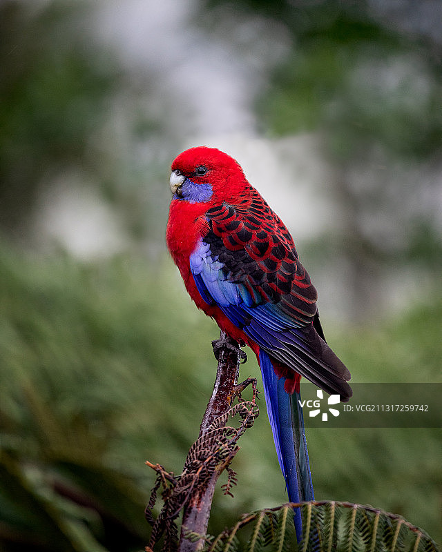 深红玫瑰鹦鹉栖息在树枝上的特写图片素材