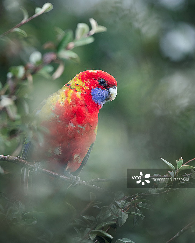 幼年深红玫瑰鹦鹉栖息在树枝上特写图片素材