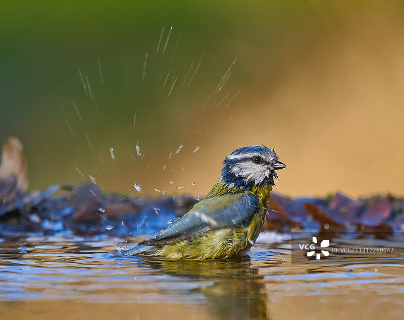 湖中的歌蓝山雀特写，西班牙马德里莫拉尔萨萨尔图片素材