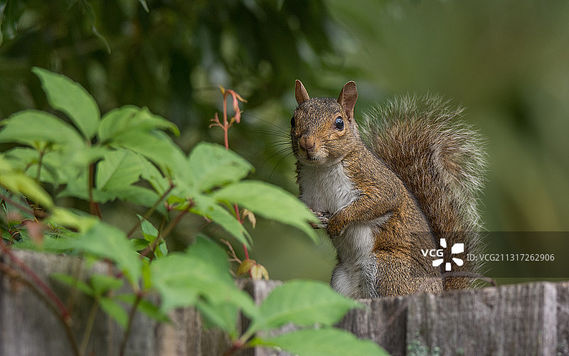 佐治亚州不伦瑞克树干上的灰色松鼠特写图片素材