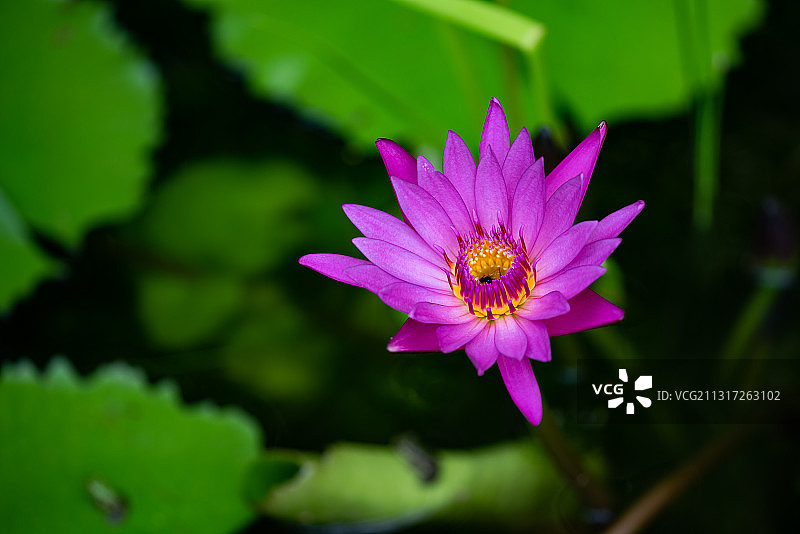 粉红色睡莲的特写图片素材