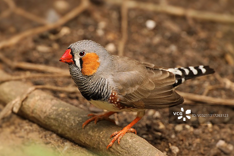 珍珠鸟栖息在树枝上特写图片素材