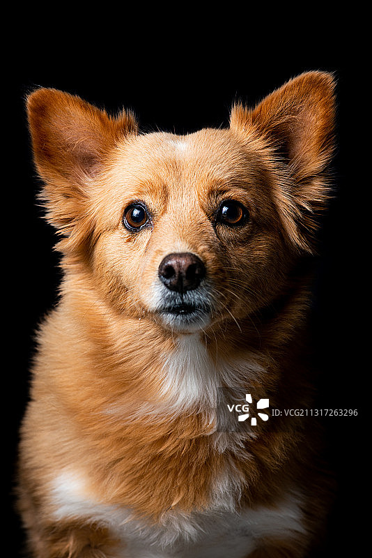 黑色背景下的狗特写，巴西库里提巴图片素材