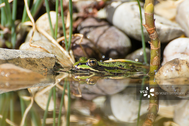 湖中常见青蛙特写图片素材