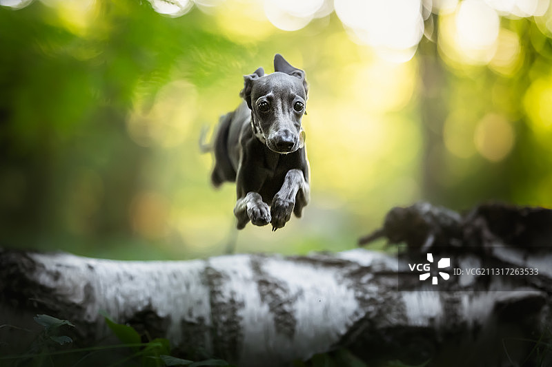 意大利灵缇犬跳过波兰的圆木图片素材
