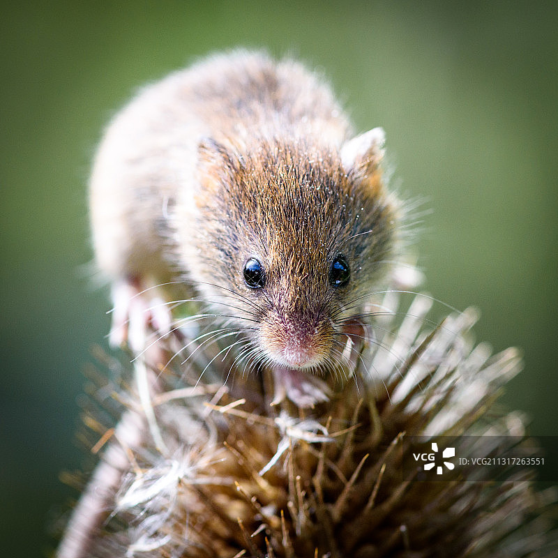 植物上的田鼠特写图片素材