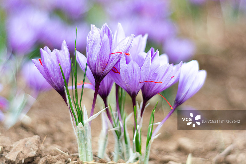 伊朗田野上的紫色番红花特写图片素材