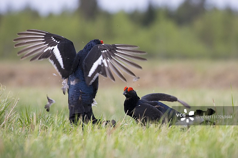 栖息在草地上的鸟儿特写，芬兰图片素材