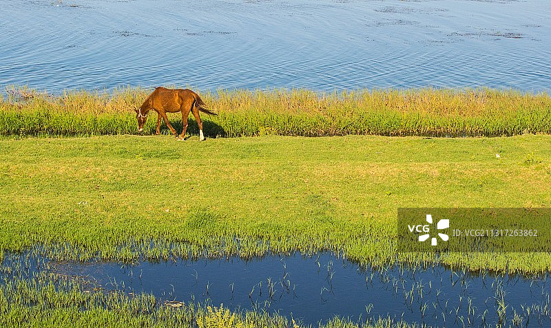 湖中的马图片素材