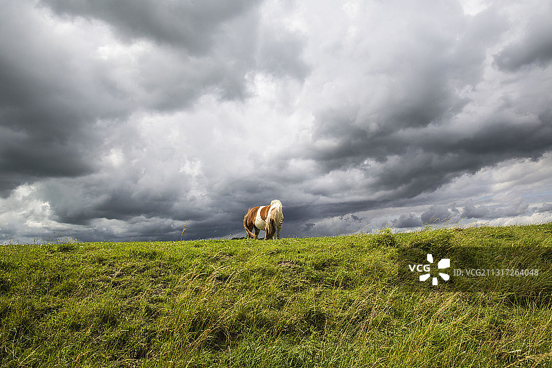 荷兰格罗宁根，多云天空下草地上站立的小马图片素材