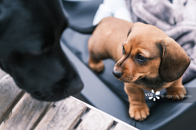 腊肠犬站在码头上的仰视角度照片图片素材