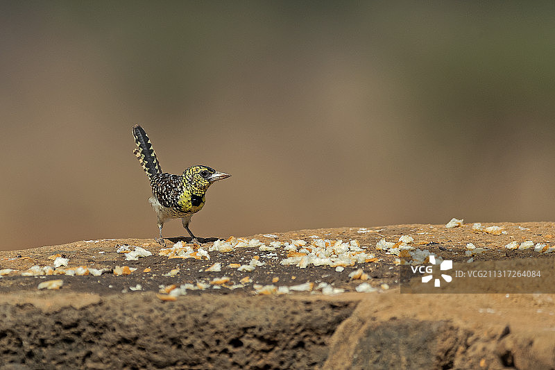 啄木鸟栖息在岩石上的特写，茨avo韦斯特国家公园，肯尼亚图片素材