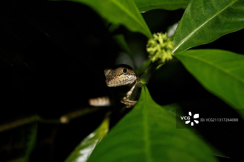 哥斯达黎加植物上的蜥蜴特写图片素材