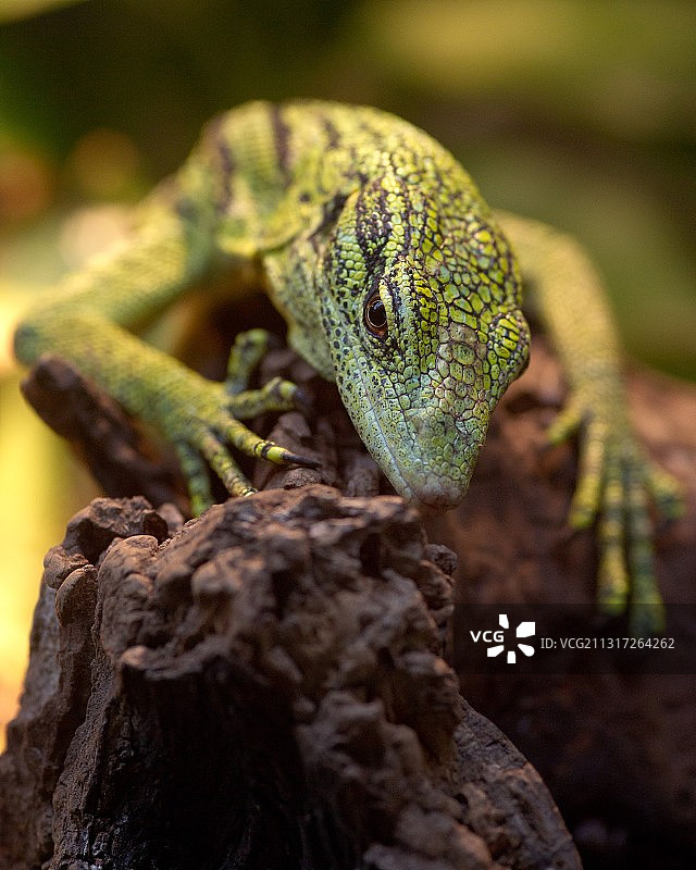 树上蜥蜴特写图片素材