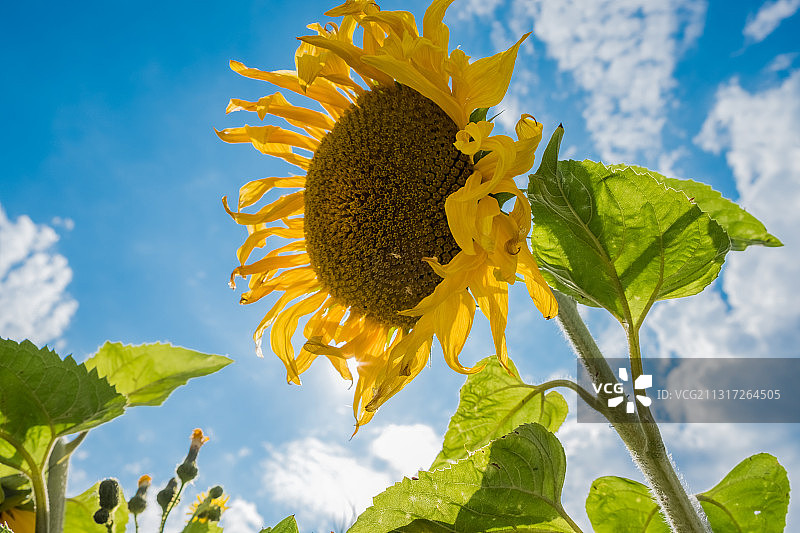仰视英国希思农场的向日葵图片素材