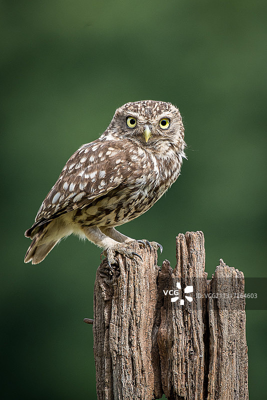 英国伯克郡，栖息在木桩上的小穴鸮特写图片素材