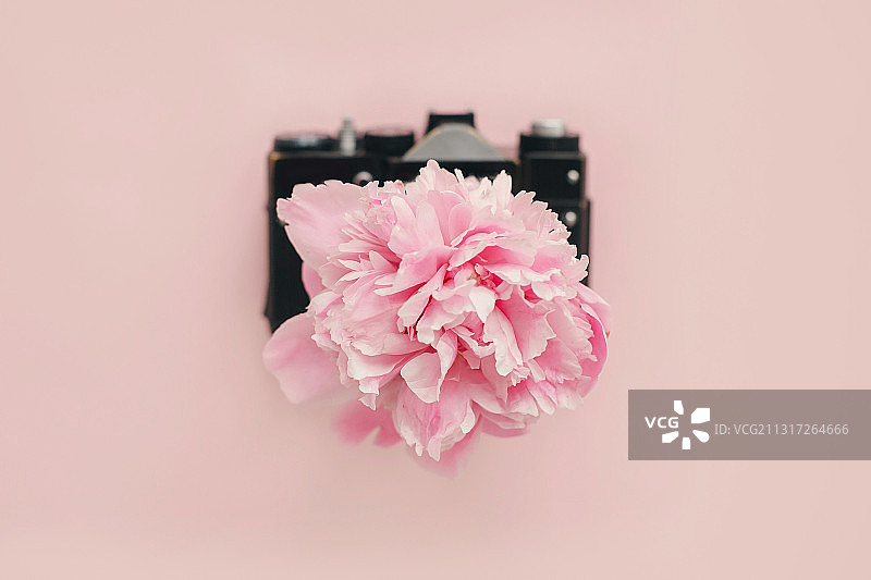 粉色背景上从复古相机中生长的粉色牡丹图片素材