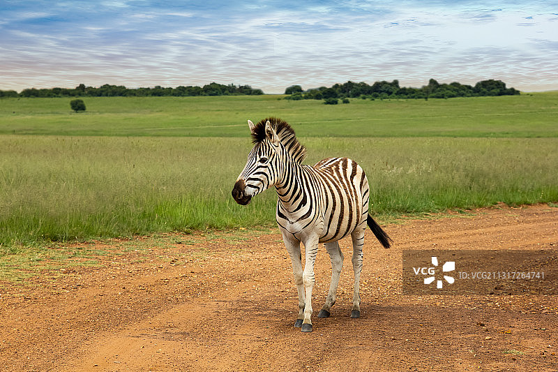 南非比勒陀利亚行走的平原斑马图片素材