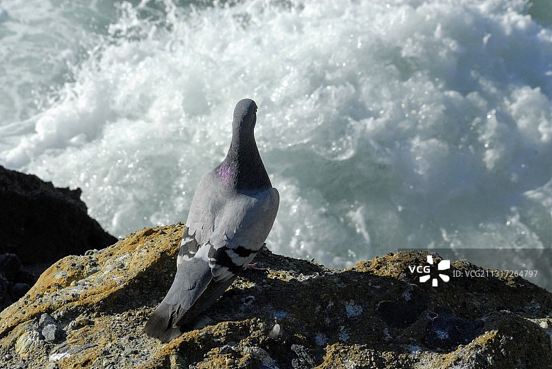美国阿利索海滩海边岩石上的企鹅俯视图图片素材