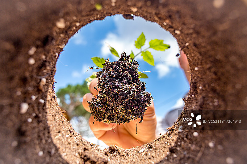 从坑内视角看种植番茄图片素材
