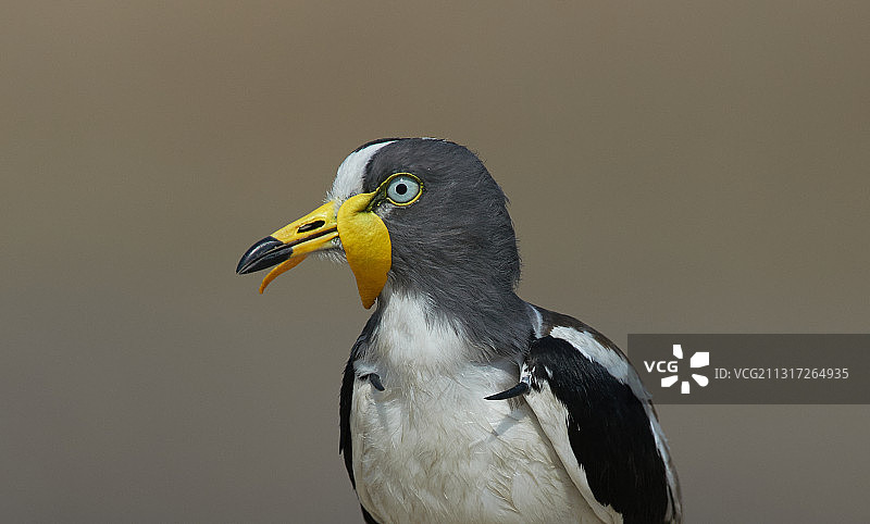鸻科鸟类户外栖息特写图片素材