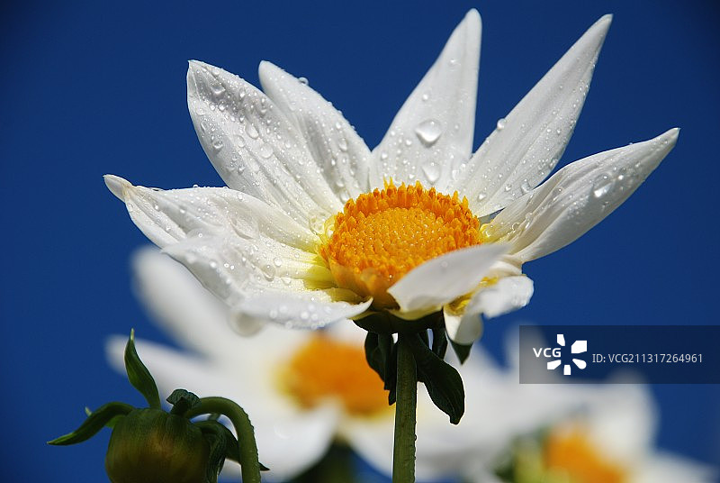 蓝天下白色花朵特写图片素材