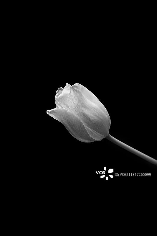 黑色背景下的白色花朵特写图片素材