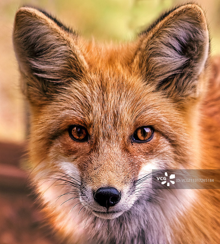 美国科罗拉多州常青市红狐特写图片素材