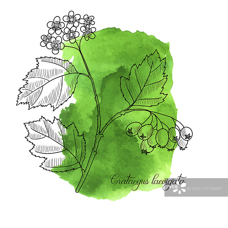 山楂树绘画图片素材