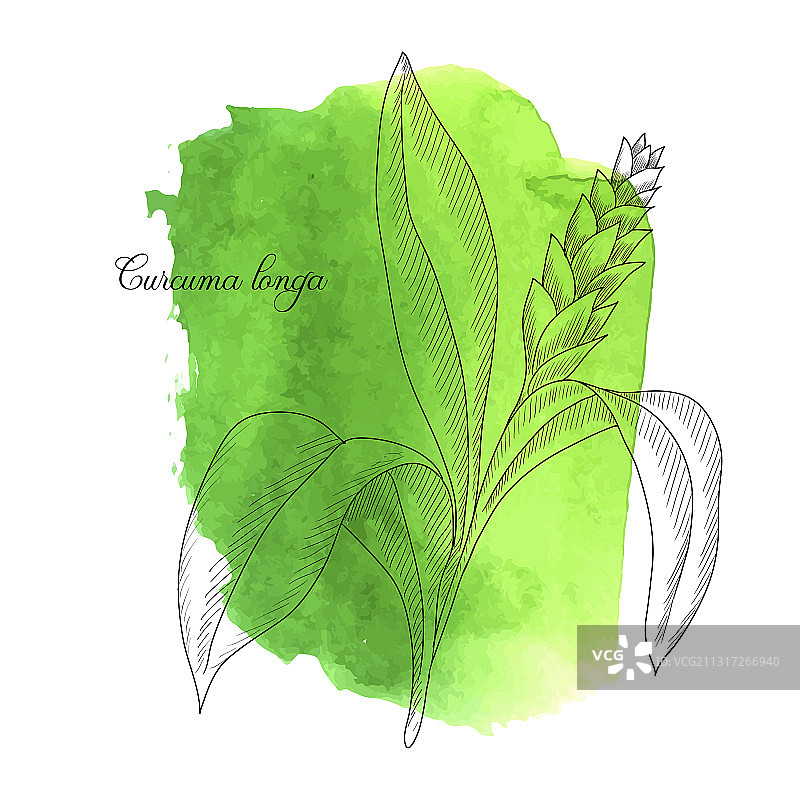 姜黄植物绘画图片素材