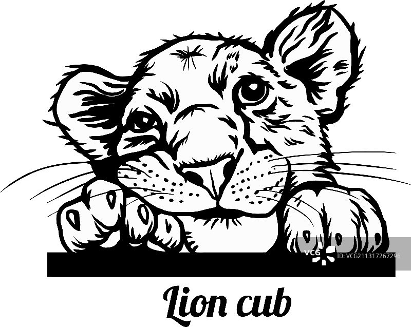 幼狮窥视图片素材