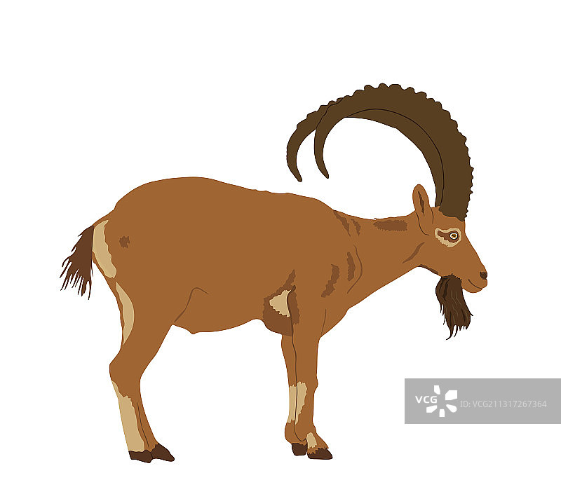 孤立在白色的山羊图片素材