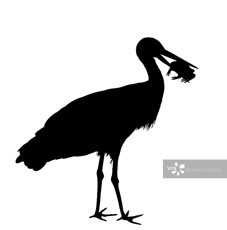 狩猎：鹳吃青蛙剪影图片素材