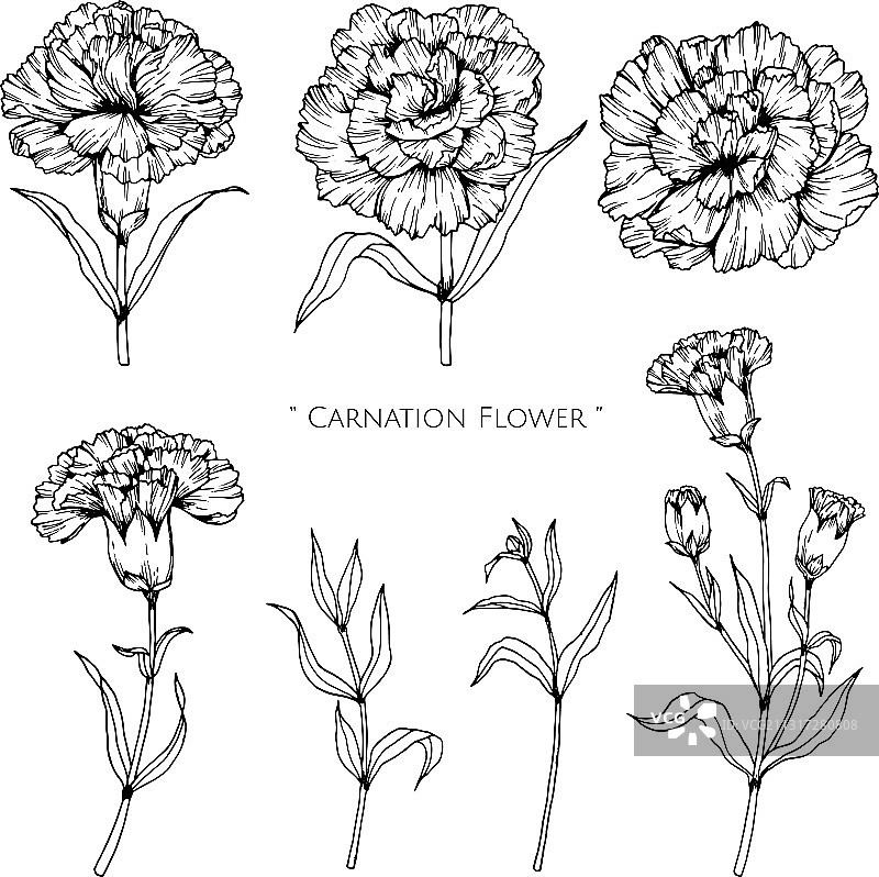 手绘康乃馨花叶植物图图片素材